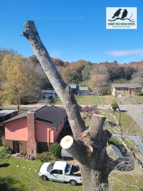 Tips For Choosing The Right Tree Trimmer For Your Property In Hixson ...